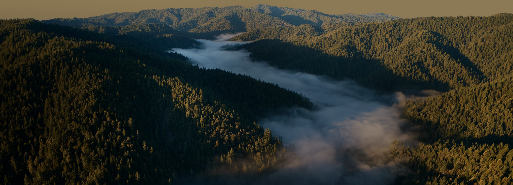 Luchtfoto van redwoods in het Gualala River Forest, beboste bergen met nevel die neerdaalt in de valleien