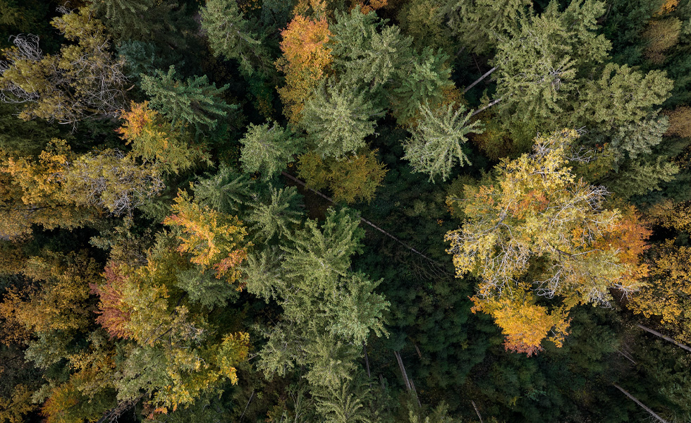 Luchtfoto van een dichtbebost gebied met groene en herfstkleurige bomen.